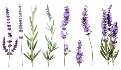 Lavender Flowers, Green Stems, Isolated on White Background