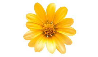 Yellow Flower Closeup