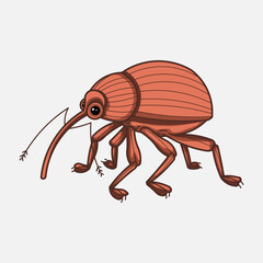 Acorn nut weevil (Curculio nucum) © WA Design Studio