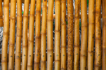 Bamboo, Bambú