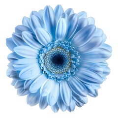 Blue Gerbera Daisy Flower