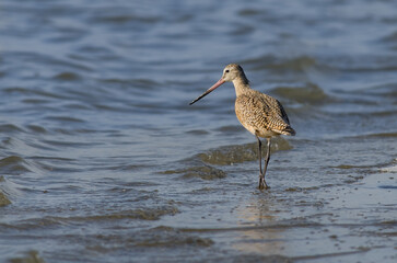 Marbled Godwit