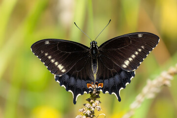 Obraz premium Black Swallowtail Butterfly Resting on a Flower with Spread Wings
