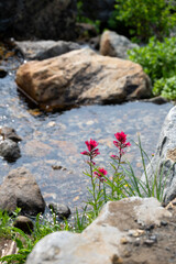Closeup of magenta Indian paintbrush pink flowers blooming above Dead horse creek, Mt Rainier National Park
