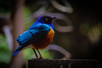 Ave del aviario