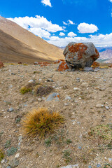 A landscape of rocks with colorful fossils lying on the ground with mountains in the background.