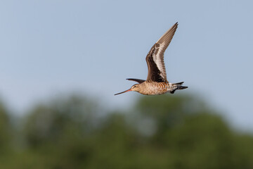 Hudsonian Godwit