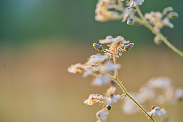 Close up beautiful small wildflowers in nature with space for copy, warm light in the early morning, depth of field, landscape image, selected focus.