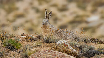 A woolly hare siting alert with its ears up next to a rock at high altitude mountains of Ladakh, India.