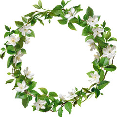 Jasmine vine frame illustration