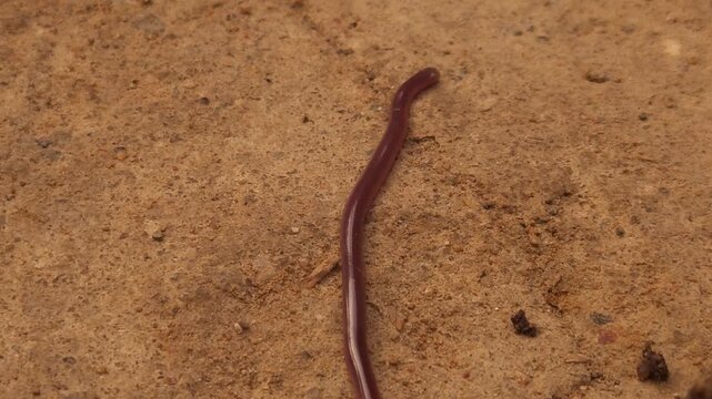 Indotyphlops braminus, commonly known as the brahminy blind snake, Odisha, India
