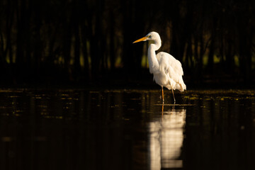 Obraz premium An Eastern Great Egret against a dark background stands very still as it focuses on the water around it in an effort to catch a fish with its powerful beak on the Gold Coast in Queensland, Australia.