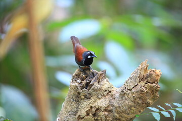 The black-throated babbler (Stachyris nigricollis) is a species of bird in the family Timaliidae. This photo was taken in Malaysia.