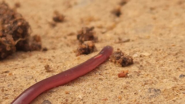 Indotyphlops braminus, commonly known as the brahminy blind snake, Odisha, India