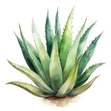 recommend clip art: Watercolor Illustration of Green Aloe Vera Plant