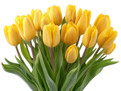 A vibrant bouquet of yellow tulips, perfect for brightening up any space or as a gift for any occasion.