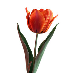 Fototapeta premium Tulip Flower Isolated on Clear Background