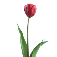 Obraz premium Single Tulip Flower Isolated on Transparent Background