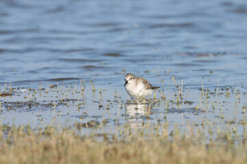 Little stint wading in river water. Bird background.