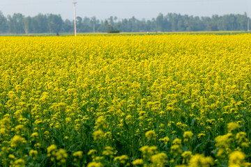 Bright yellow Mustard field. Close-up rapeseed flowers . Winter landscape background.