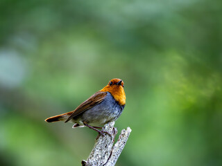 森の中で枯れ木に留まって周りを見渡しているコマドリの雄