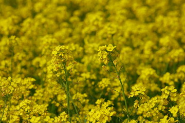 Bright yellow Mustard field. Close-up rapeseed flowers . Winter landscape background.