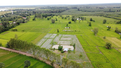 Green Paddy Field Ariel View in Thailand.,Aerial view of rice fields. Bird eye view of rice field.