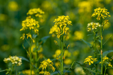 Bright yellow Mustard field. Close-up rapeseed flowers . Winter landscape background.