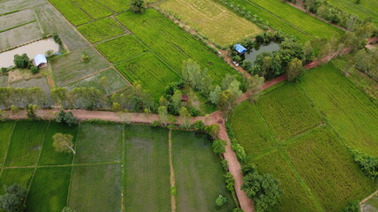 Green Paddy Field Ariel View in Thailand.,Aerial view of rice fields. Bird eye view of rice field.