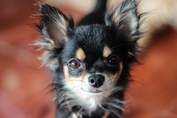 Cute little black chihuahua puppy.