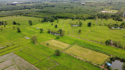 Green Paddy Field Ariel View in Thailand.,Aerial view of rice fields. Bird eye view of rice field.