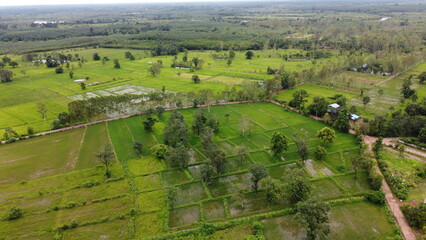 Green Paddy Field Ariel View in Thailand.,Aerial view of rice fields. Bird eye view of rice field.