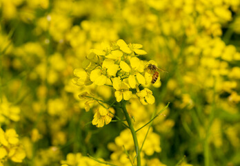 Bees are collecting honey on mustard seeds.Selective focus