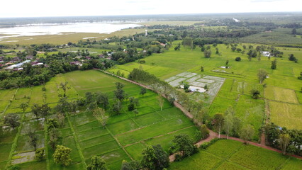 Green Paddy Field Ariel View in Thailand.,Aerial view of rice fields. Bird eye view of rice field.