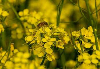 Bees are collecting honey on mustard seeds.Selective focus