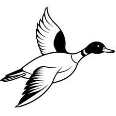 Flying Northern Pintail vector illustration	