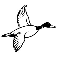 Flying Northern Pintail vector illustration	