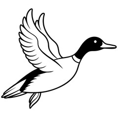 Flying Northern Pintail vector illustration	