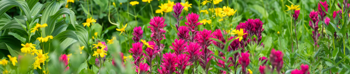 Fototapeta premium Subalpine meadow with Magenta Indian Paintbrush pink flowers blooming in the sun, Mt Rainier National Park 
