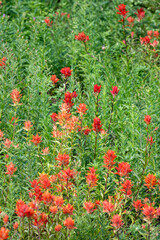 Subalpine meadow with Scarlet Indian Paintbrush orange red flowers blooming, Mt Rainier National Park, as a nature background
