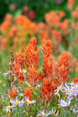 Subalpine meadow with Scarlet Indian Paintbrush orange red flowers blooming in the sun, Mt Rainier National Park
