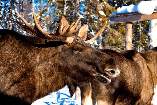 moose close up