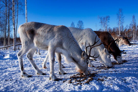 reindeer in the snow