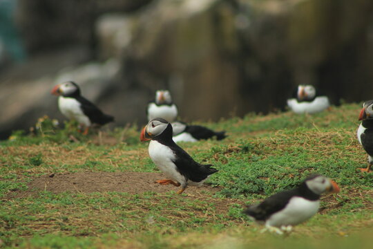 puffin birds on the edge of a cliff