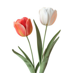 Pair of Tulip Flowers on Clear Background