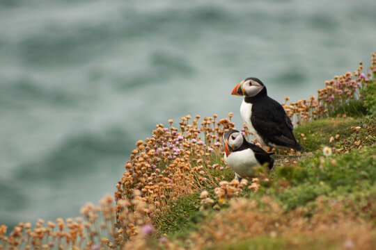 puffins on the edge of a cliff 