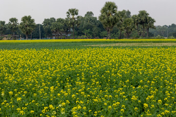 Mustard field with few palm trees. Farmer's view of farmland and fields