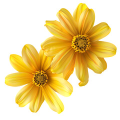 Top View of Two Yellow Flowers Isolated on Transparent Background