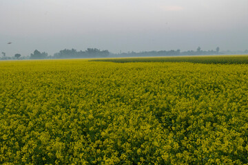Fototapeta premium Mustard fields and vast agricultural land in winter weather