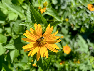 Bee on a flower. On a flower with yellow petals, the bee collects pollen. Summer work of bees.